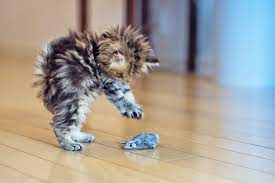 Find the perfect funny kitten stock photos and editorial news pictures from getty images. Cat And Kitten Photo Galleries Daily Paws