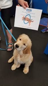 Golden retriever · chesapeake, va. Samson Zoom Room Dog Training