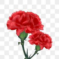 Carnation Mothers Day Flowers Flower Pink Hand Painted Flower Illustration Flower Png Transparent Clipart Image And Psd File For Free Download Flower Illustration Flower Clipart Floral Watercolor Background