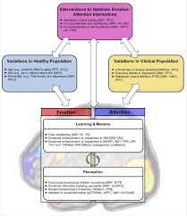 English literature components and novels. Neural Correlates Of Emotion Attention Interactions From Perception Learning And Memory To Social Cognition Individual Differences And Training Interventions Sciencedirect