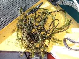 Image result for Lagarosiphon