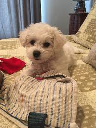 CHARISMA MOORE-HARRIS (charismamooreharris)