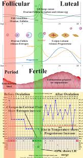 fertility friend lesson 3 cycle phases fertility