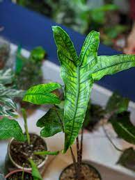 A few years ago plants were selling as high as 150.00 for small starts. It Seems Like An Alocasia Kinda Day Here So Please Enjoy One Of My Favorites Alocasia Zebrina Reticulata Rarehouseplants