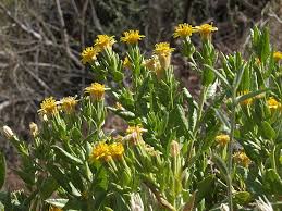 Image result for Tridactyle filifolia