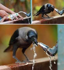 Omul cat traieste invata în toate tipurile de citate, în ordinea relevanţei şi a calităţii. 60 De Lucruri Pe Care Nu Le Stiai Despre Ciori Corbi