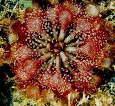Image result for Drosera burkeana
