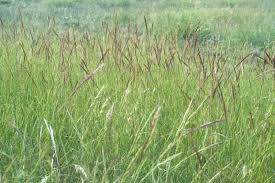 Image result for Aristida denudata