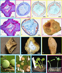 Image result for Cordia grandicalyx