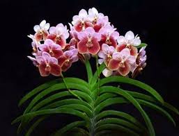 This variety makes it one of the world's most famous and grown flowers. Top 10 Most Beautiful Flowers In The World Beautiful Flowers Pictures Beautiful Orchids Most Beautiful Flowers