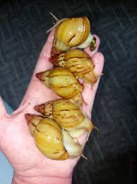 Image result for Hirtella zanzibarica