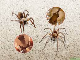 How To Identify A Wolf Spider 12 Steps With Pictures Wolf Spider Spider Spider Pictures