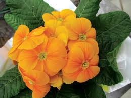 Often one of the first flowers to bloom in spring, some primulas also bloom again in the fall. Primulas Provide Pots Of Colour Manitoba Co Operator