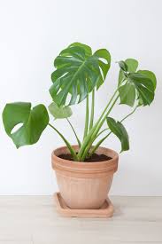 Flowers poisonous to cats uk. 15 Poisonous Plants And Flowers Toxic Plants That Could Kill You
