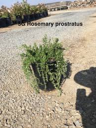 Image result for Polycarpaea prostratum