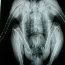 PDF) Experimental use of Interferon-γ in healthy falcons.