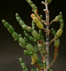 Image result for Sarcocornia