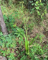 Image result for Eulophia alta