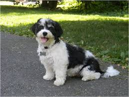 Black And White Havanese Puppy Names Image Result For Havanese Black And White Havanese Dogs Havanese Havanese Puppies