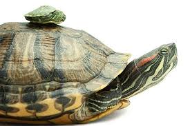 Pin On Turtles And Tortoises