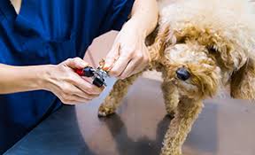 how to trim your dog s nails cityvet