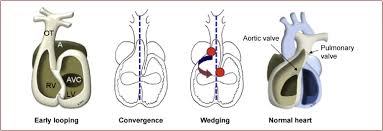 Maybe you would like to learn more about one of these? An Overview Of Cardiac Morphogenesis Sciencedirect