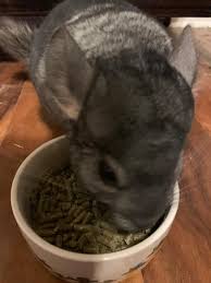 Check spelling or type a new query. How Much Does Chinchillas Cost At Petco