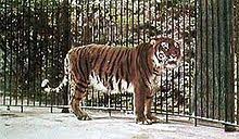 Caspian Tiger Wikipedia The Free Encyclopedia Caspian Tiger Animals Extinct Animals