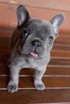 Affordable French (Frenchie) Bulldog Puppies for Sale