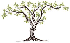 Stefas Mediterranean Productsstefas Mediterranean Products Arboles Olivo Ideas Para Dibujar