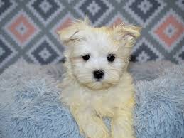 I'm aware that scheduling a play date is not reserving this pet for me, and that the pet might get sold. Maltese Petland Dunwoody Puppies For Sale
