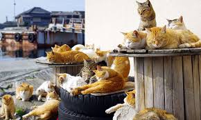 Cat cafés are always magical places to be, but temari no ouchi (てまりのおうち) cat café takes it to another level! Japanese People And Cats Japan Monthly Web Magazine