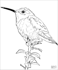 Using the red alt i like your colors page, you can find all color codes used by any web page on. Hummingbird Coloring Pages Coloringbay