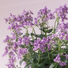 Image result for Nemesia zimbabwensis