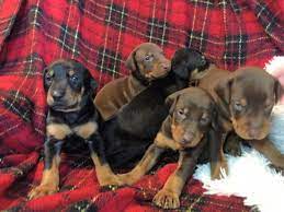 Maybe you would like to learn more about one of these? Doberman Pinscher Puppies For Sale Buffalo Ny 286231