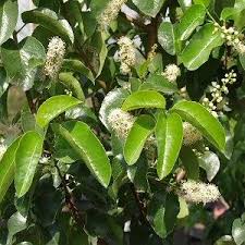 Image result for Cassinopsis ilicifolia