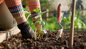 Gardening Is Good for You - Mindful by Sodexo