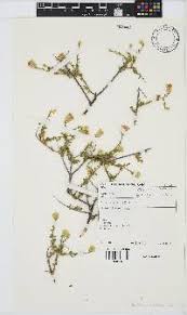 Image result for Pegolettia retrofracta