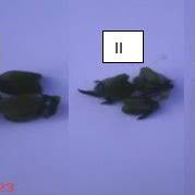 Image result for Chlorophytum macrophyllum