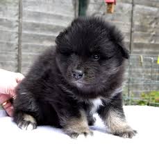 Finnish Lapphund Photo Elbereth Finnish Lapphunds Border Collies Bonus Pictures Finnish Lapphunds Very Cute Puppies Puppy Cuddles Cute Puppies