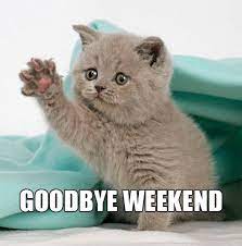 It was obvious from the start. Nooooooo Cute Cat Memes Cat Memes Clean Funny Monday Memes