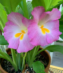 Image result for Siphonochilus