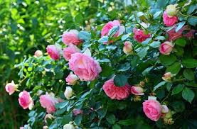 Leave them quite loose for a week or two to allow the rose to settle down in the soil. Guide To Floribunda Roses Jackson S Online Garden Centre
