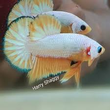 Betta Tank Mate The Most Important Thing You Need To Take Care Your Betta In 2020 Betta Fish Betta Tank Mates Betta Fish Care