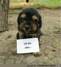 Funpot ein pot voller : Lustiges Bild Suss Jpg Eine Von 59985 Dateien In Der Kategorie Lustiges Auf Funpot Animals Friends Cute Animals Animals