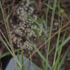 Image result for Melinis repens