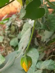 Image result for Abutilon longicuspe