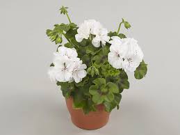 Image result for Pelargonium apetalum