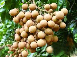 Pin On Fruits