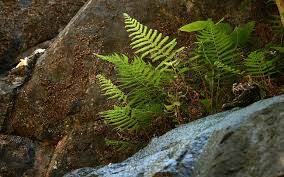 Image result for Amauropelta bergiana